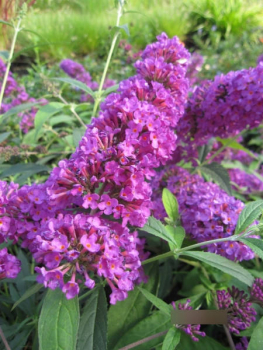 Buddleja davidii Tutti Frutti - Zwerg-Sommerflieder Tutti Frutti